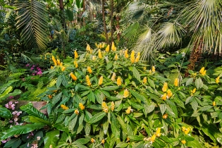 Flora & Fauna_14