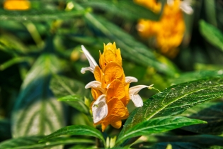 Flora & Fauna_15