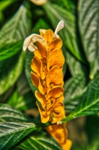 Flora & Fauna_16