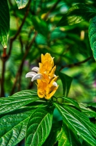 Flora & Fauna_17