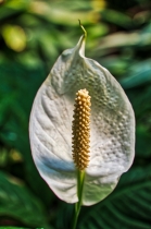 Flora & Fauna_18