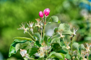 Flora & Fauna (1)