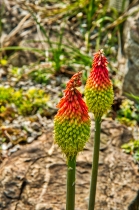 Flora & Fauna_22