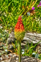 Flora & Fauna_23
