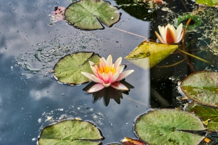 Flora & Fauna_30