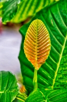 Flora & Fauna_31
