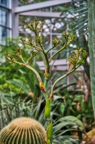 Flora & Fauna_32