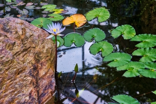 Flora & Fauna_35