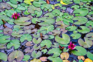 Flora & Fauna_37