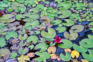 Flora & Fauna_38