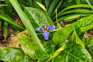 Flora & Fauna_39