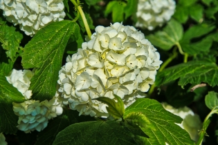 Flora & Fauna (3)
