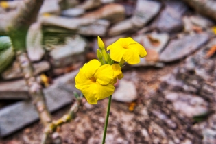 Flora & Fauna_41