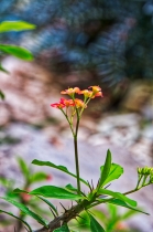 Flora & Fauna_42