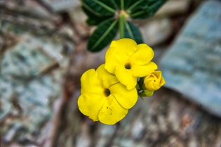 Flora & Fauna_43