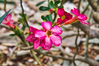 Flora & Fauna_44