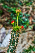 Flora & Fauna_45