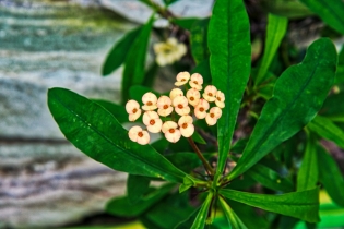 Flora & Fauna_46