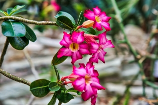 Flora & Fauna_47