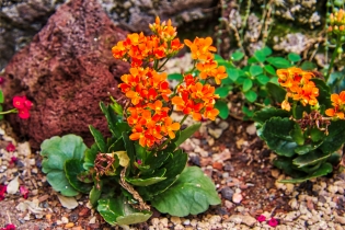 Flora & Fauna_48
