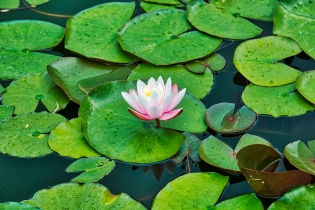 Flora & Fauna_49