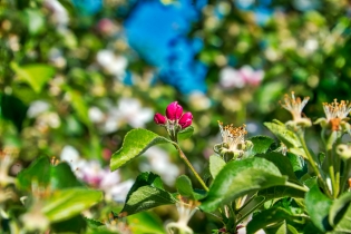 Flora & Fauna (4)