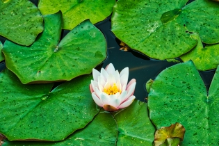 Flora & Fauna_50