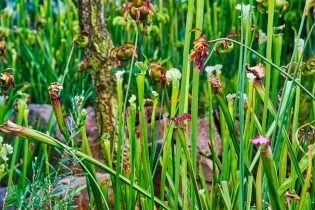 Flora & Fauna_51