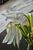 Flora & Fauna_53