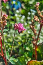 Flora & Fauna (5)