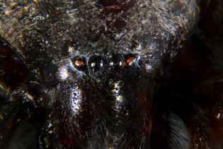 Focus Stacking - Animals_26