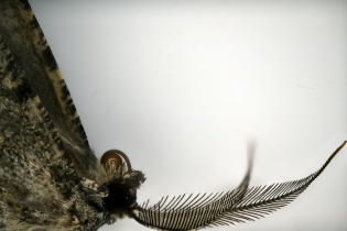 Focus Stacking - Insects_100