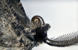 Focus Stacking - Insects_101
