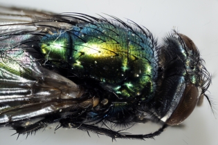 Focus Stacking - Insects_102