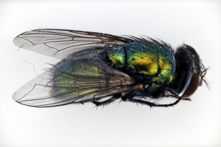 Focus Stacking - Insects_103