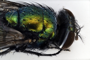 Focus Stacking - Insects_104