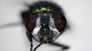 Focus Stacking - Insects_105