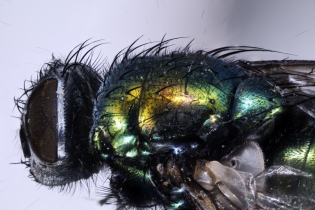 Focus Stacking - Insects_106