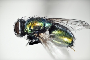 Focus Stacking - Insects_107