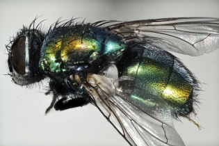 Focus Stacking - Insects_108
