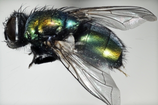 Focus Stacking - Insects_109