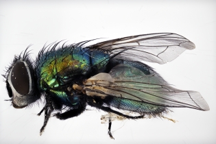 Focus Stacking - Insects_110