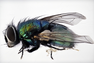 Focus Stacking - Insects_111