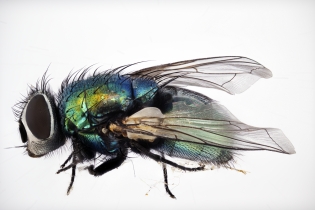 Focus Stacking - Insects_112