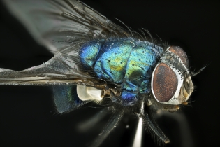 Focus Stacking - Insects_1137