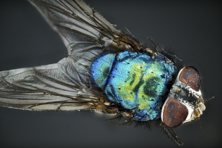 Focus Stacking - Insects_1138