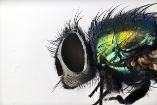 Focus Stacking - Insects_113