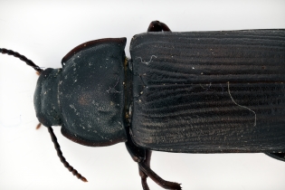 Focus Stacking - Insects_114