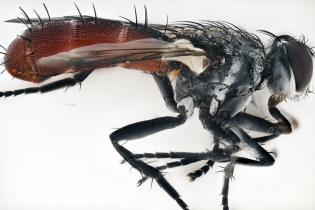 Focus Stacking - Insects_115