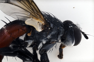Focus Stacking - Insects_117